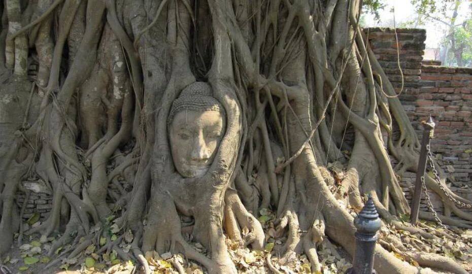 10 Trees That Look Like the Human Body: Fascinating Likenesses