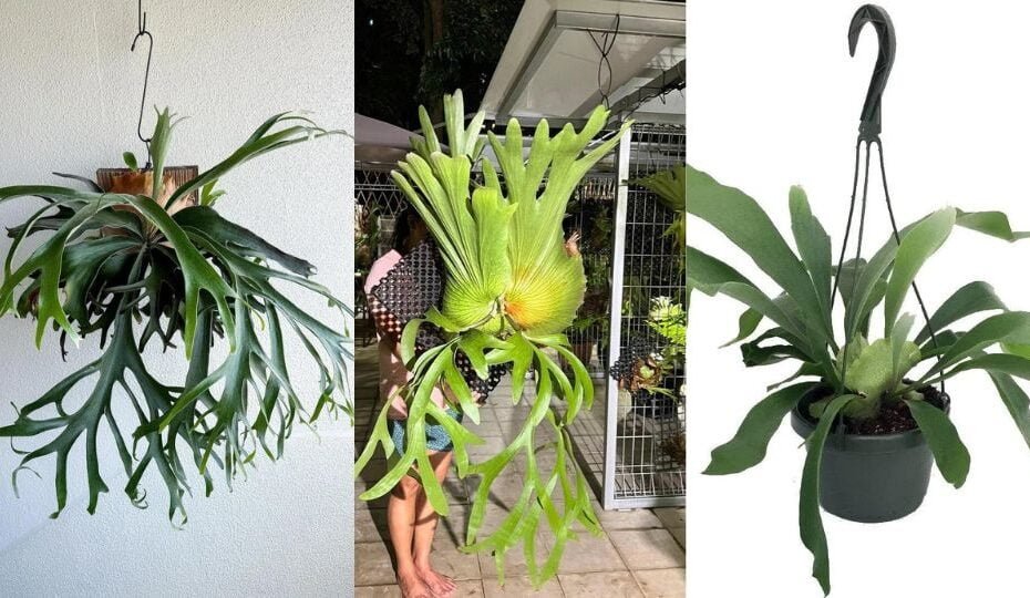 How to Grow and Care for Staghorn Fern: A Complete Guide for Breathtaking Greenery