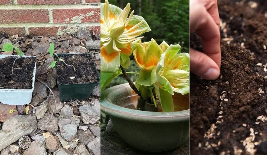 How to Grow and Care for a Tulip Tree (Step-by-Step Guide)
