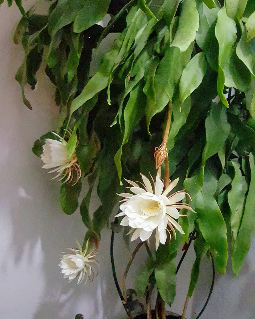 Gardening How-to-Plant-Grow-and-Care-for-Queen-of-the-Night-Flower-1 Complete Guide to Growing Queen of the Night Flower