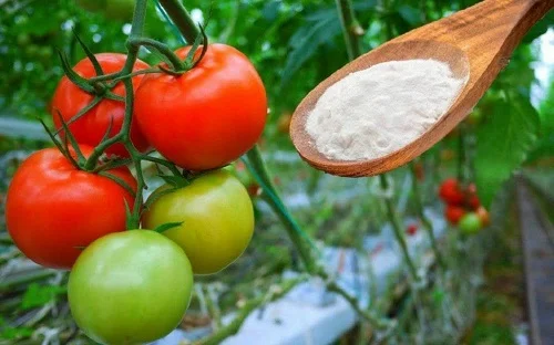 Gardening How-to-Use-Baking-Soda-in-Your-Garden Baking Soda Is A Gardener’s Best Friend