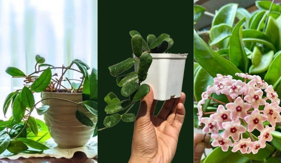 Hoya Joy: The Delightful Wax Plant for Your Home