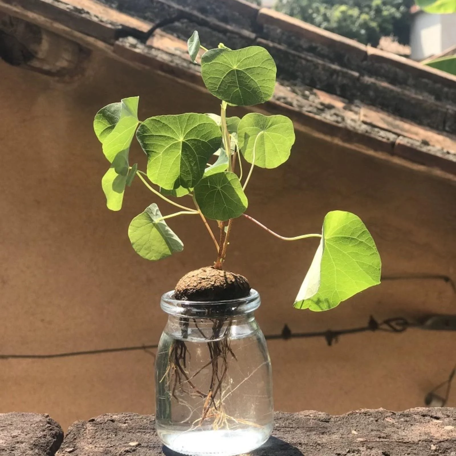 Gardening Humidity8 All About the Stephania Tetrandra: A Unique Vining Houseplant