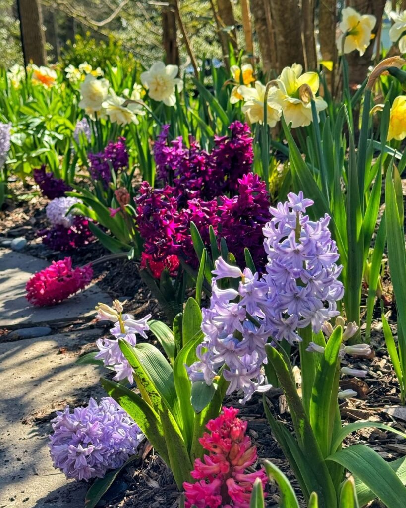 Hyacinths-819x1024 14 Bulbs To Plant This Fall For Beautiful Blooms Next Spring