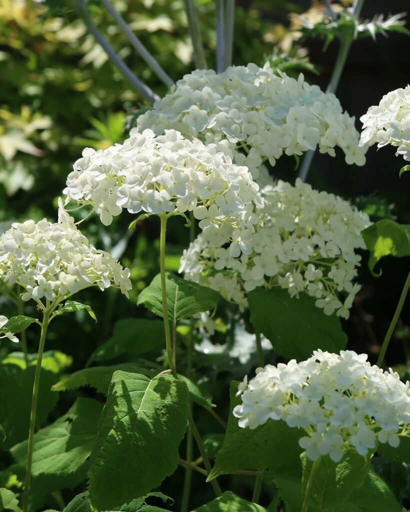  12 White Flowers That Add Bold Beauty to Any Garden