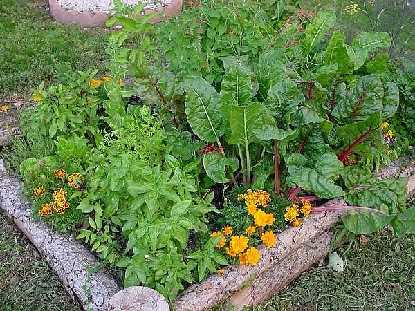 Incorporate-Companion-Planting The 7 Best Companion Plants for Peppers