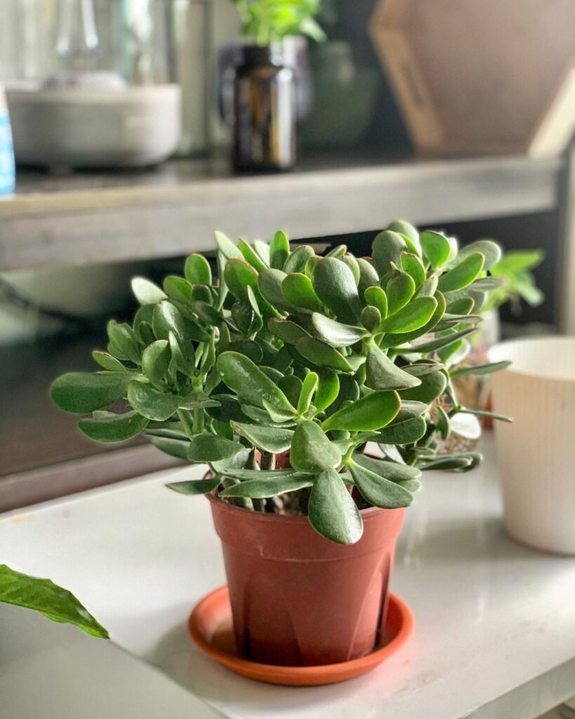 Gardening Jade-Plant-k-819x1024 15 Of The Best Plants To Grow In Your Kitchen