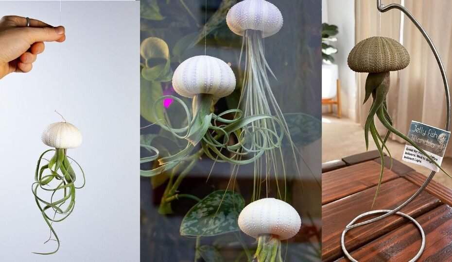 Jellyfish Air Plant