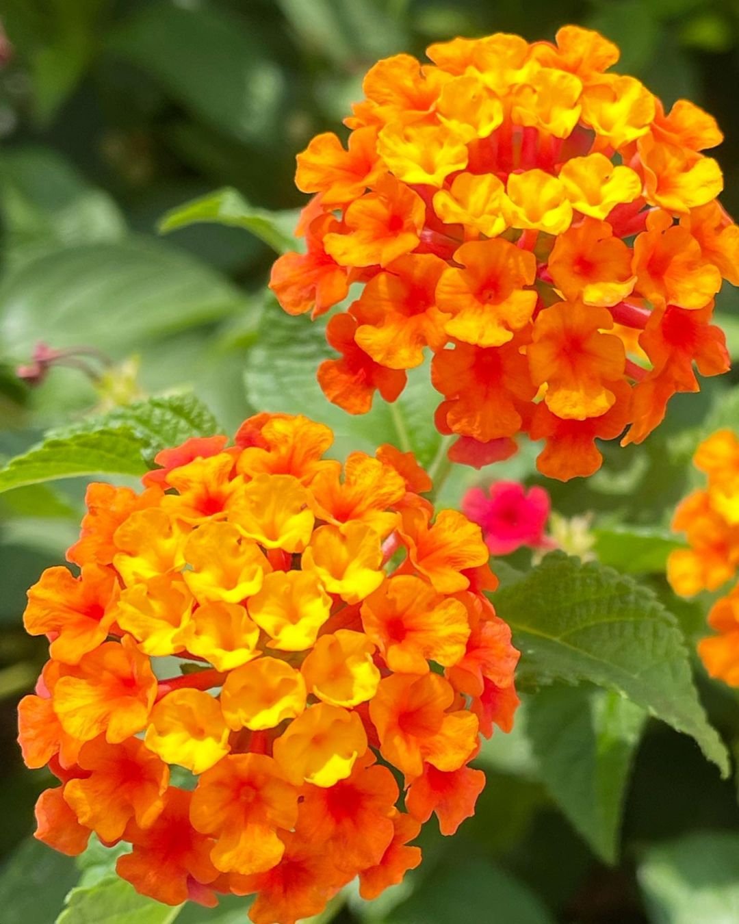 20 Tropical Plants with Vibrant Orange Flowers