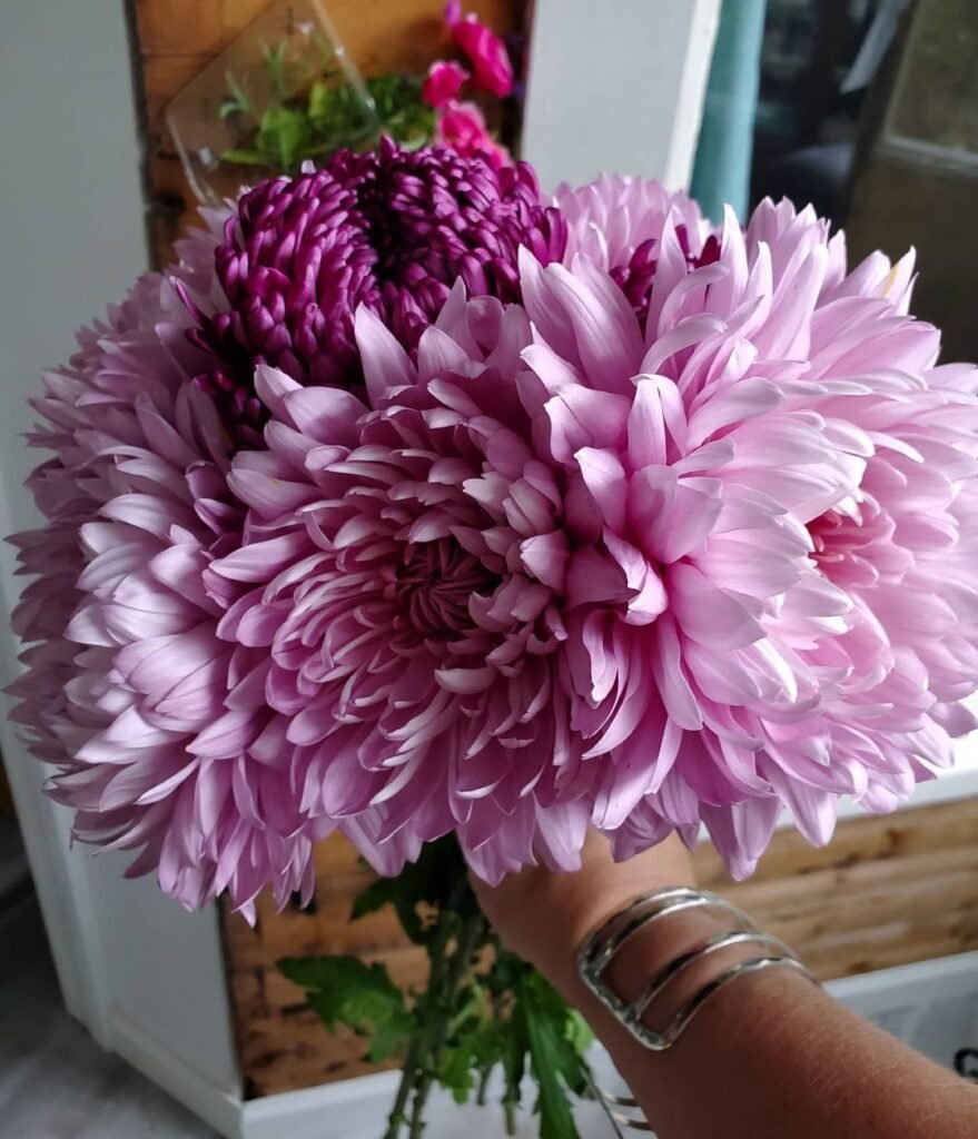 Lavender-Spider-Mum-Chrysanthemum-×-morifolium-Lavender-Spider-879x1024 How to Grow and Care for Spider Mums