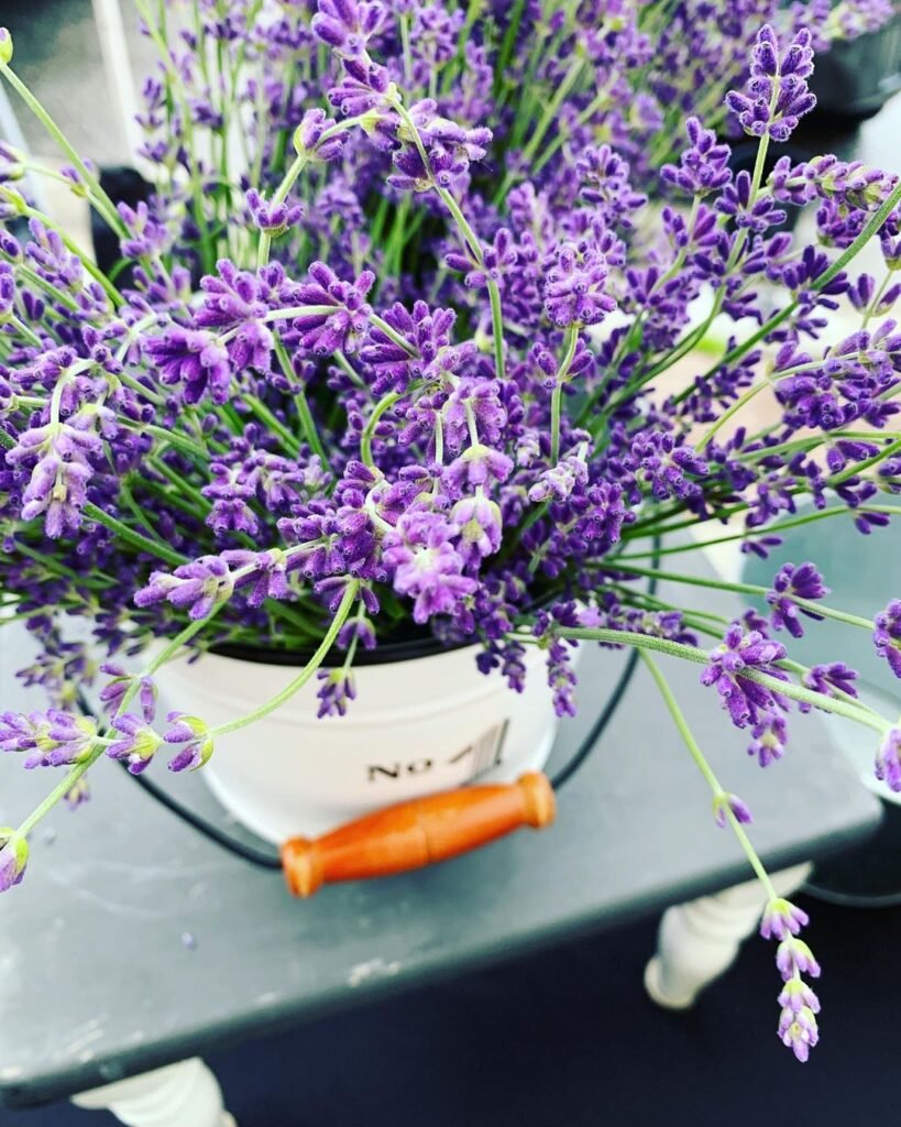 Gardening Lavender-k-819x1024 15 Of The Best Plants To Grow In Your Kitchen