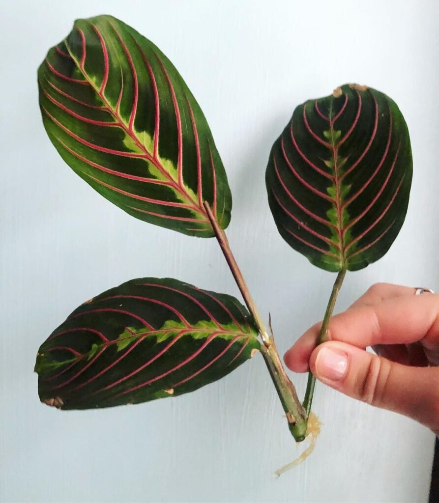 Lemon Lime Maranta Care Guide - Gardener's School