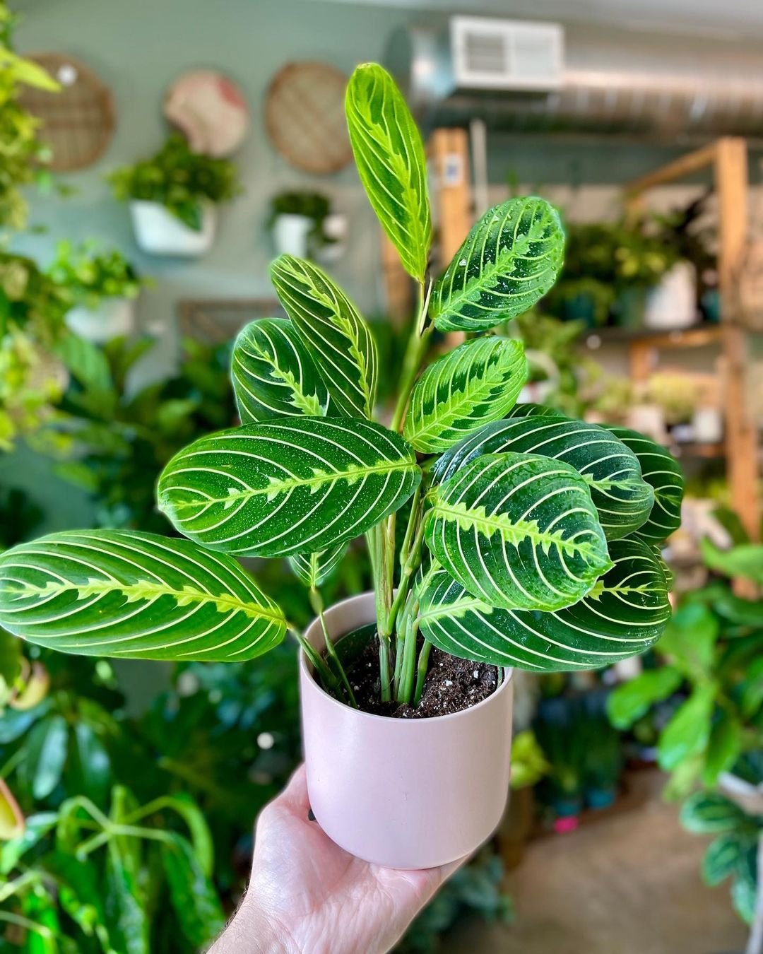 Lemon Lime Maranta Care Guide - Gardener's School