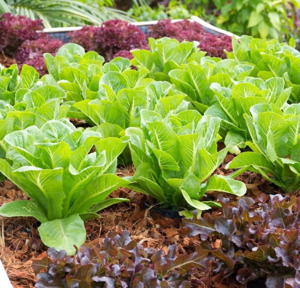 15 Best Vegetables To Plant In Winter