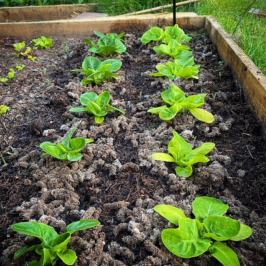Gardening Lettuce-Care How to Grow and Care for Lettuce