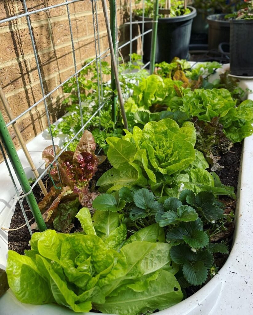 Gardening Lettuce-For-Container-Gardening-823x1024 The 7 Best Vegetables For Container Gardening