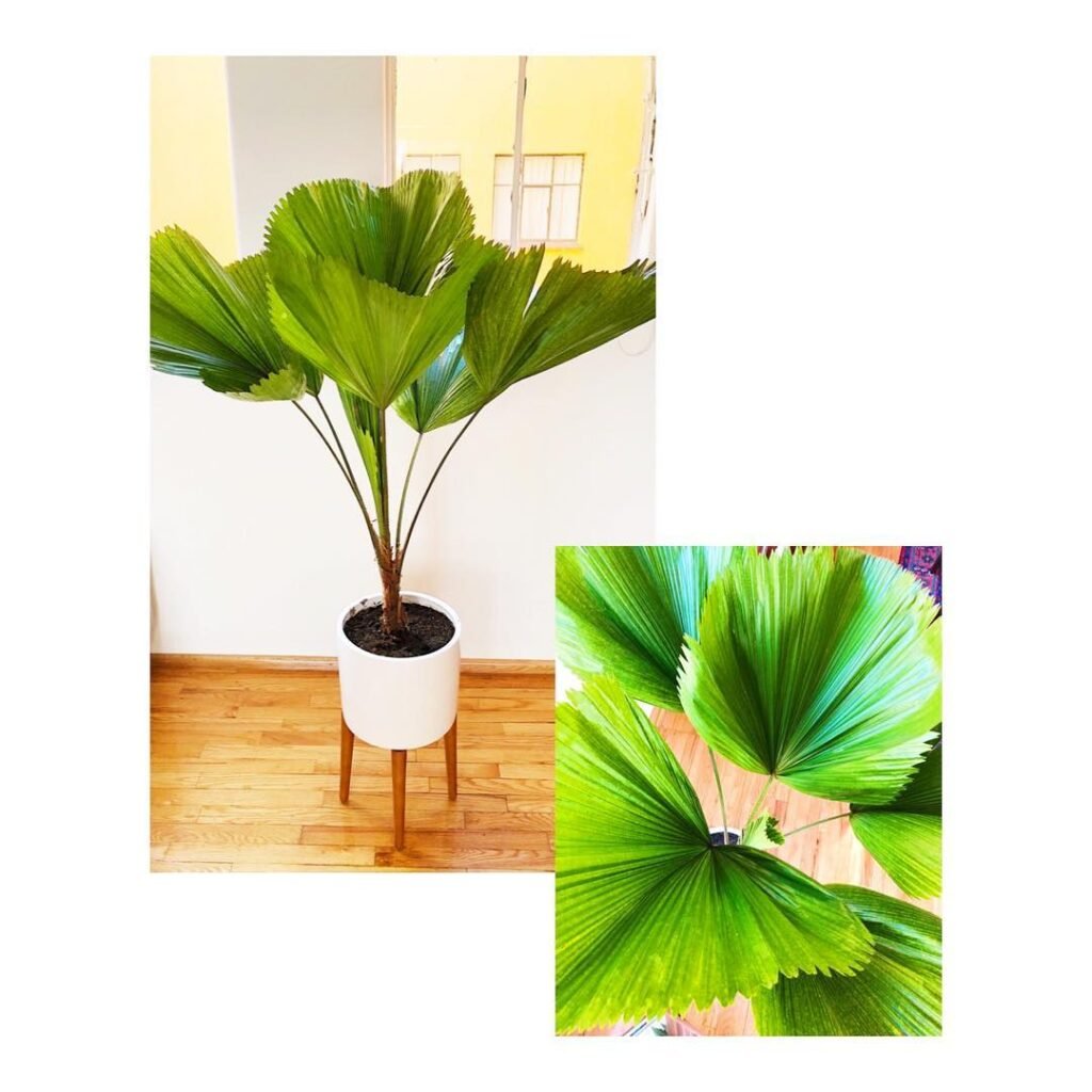 Gardening Licuala-Grandis-1024x1024 How to Care for Licuala Grandis (Ruffled Fan Palm)