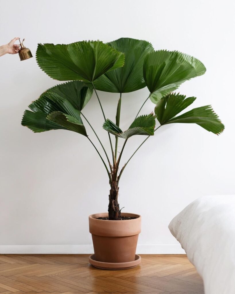 Gardening Licuala-Grandis-Care-819x1024 How to Care for Licuala Grandis (Ruffled Fan Palm)