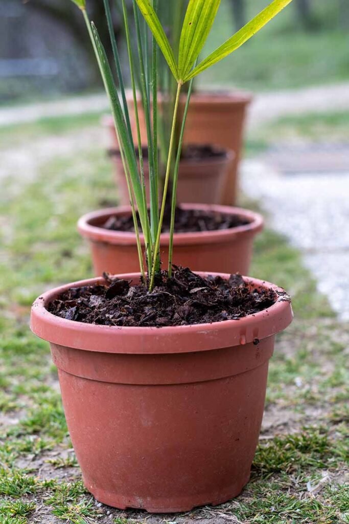 Gardening Licuala-Grandis-Ruffled-Fan-Palm-Soil-Requirements-683x1024 How to Care for Licuala Grandis (Ruffled Fan Palm)