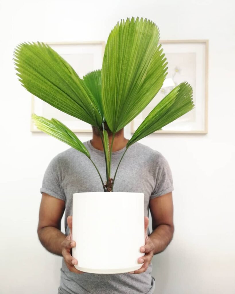 Gardening Licuala-Grandis7-819x1024 How to Care for Licuala Grandis (Ruffled Fan Palm)