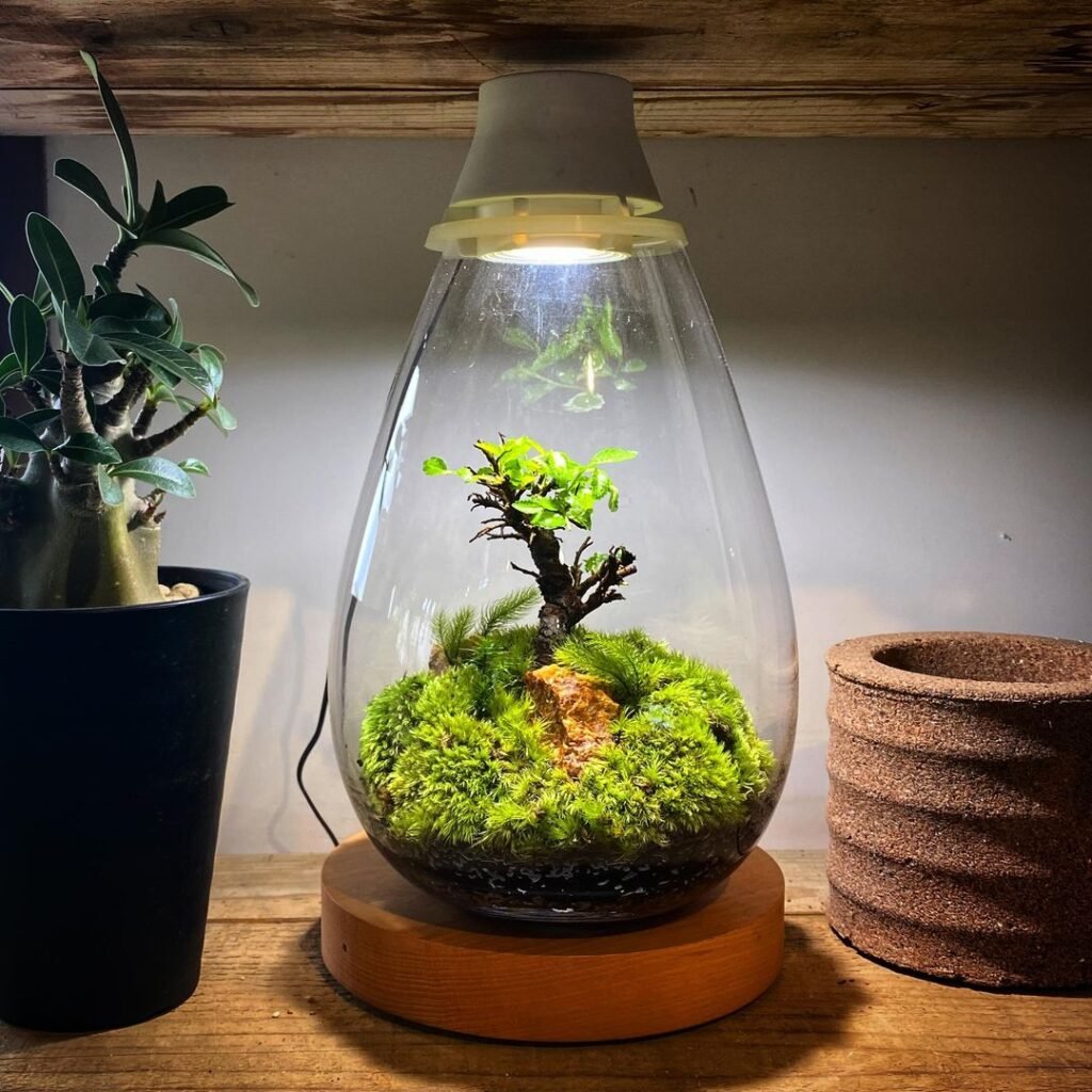  25 Stunning Terrarium Plants to Liven Up Your Home