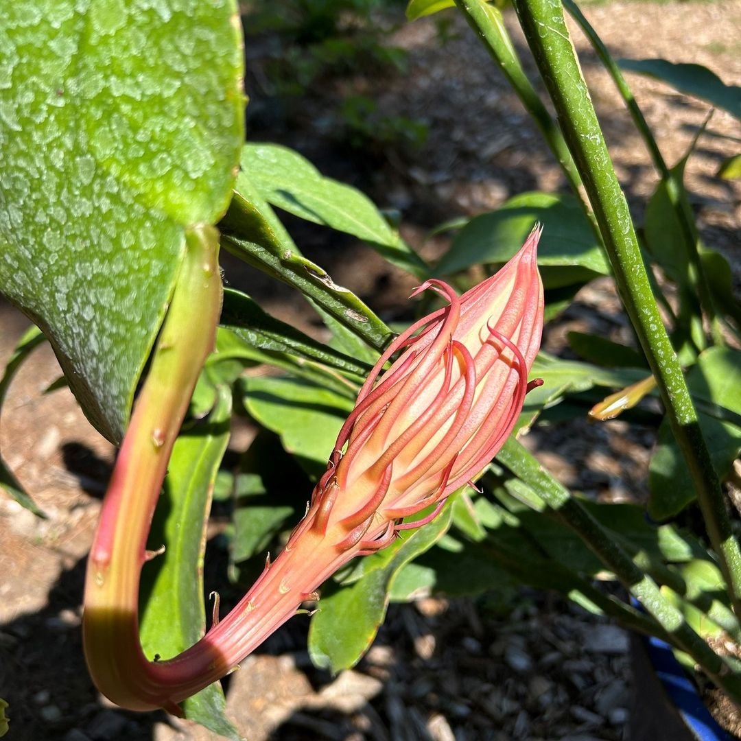 Gardening Light-and-Temperature-1 Complete Guide to Growing Queen of the Night Flower