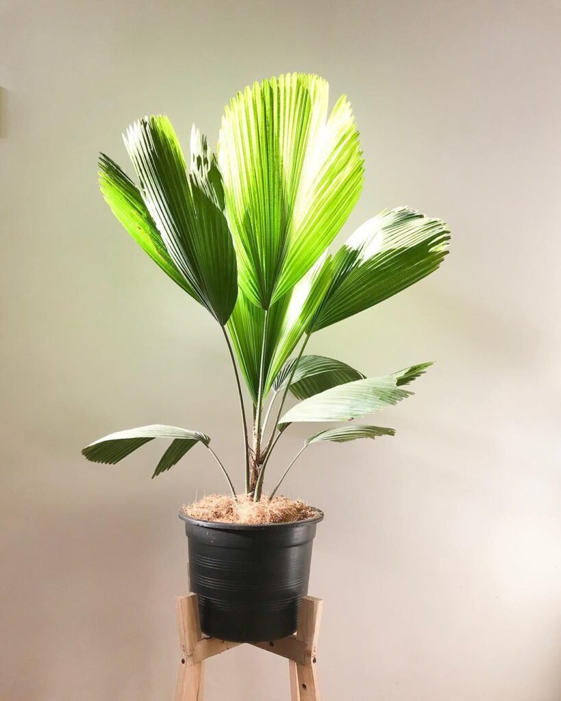 Gardening Lighting-Needs-819x1024 How to Care for Licuala Grandis (Ruffled Fan Palm)