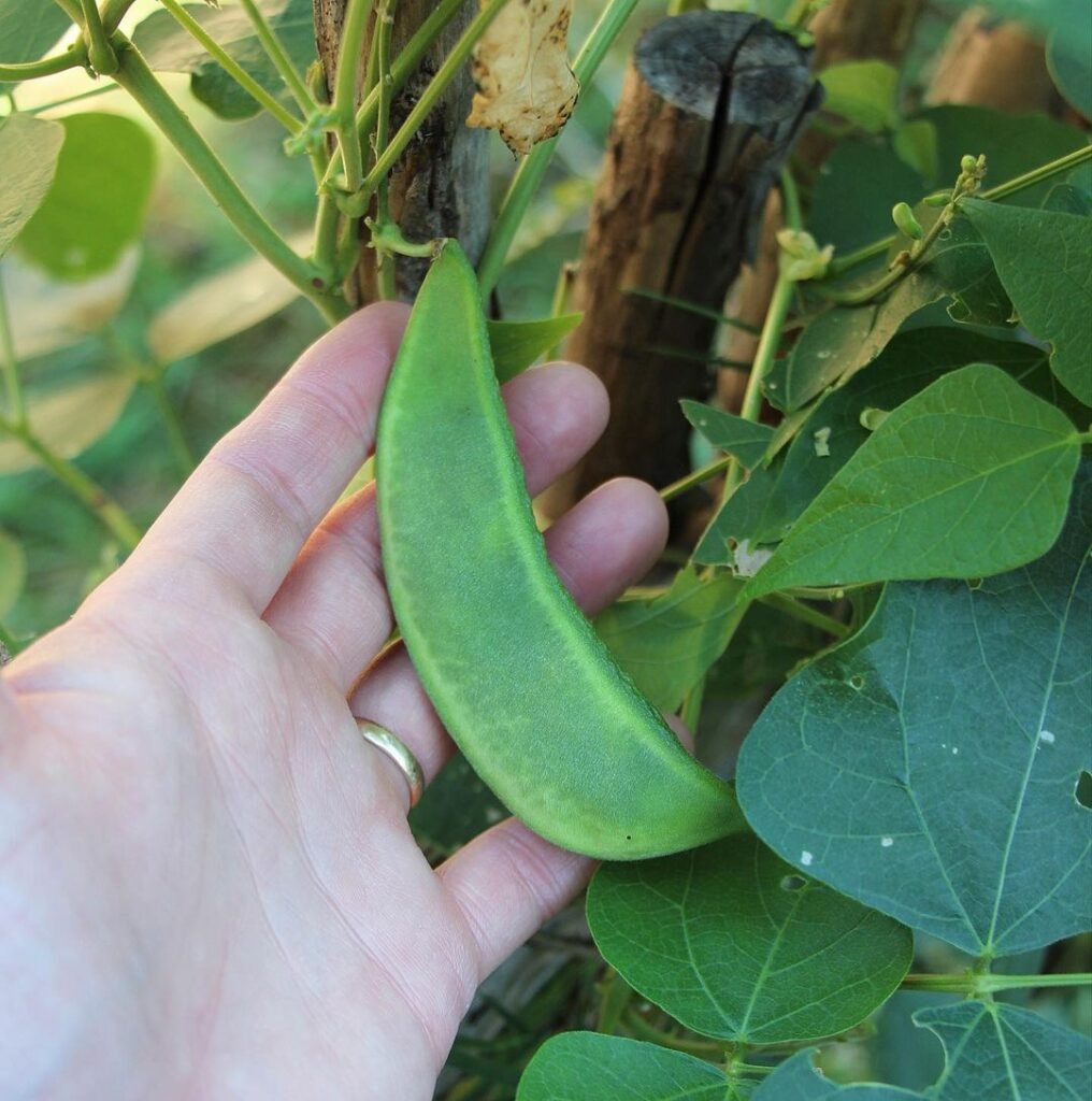 Limas-1016x1024 The Best Types of Garden Beans to Grow in the South