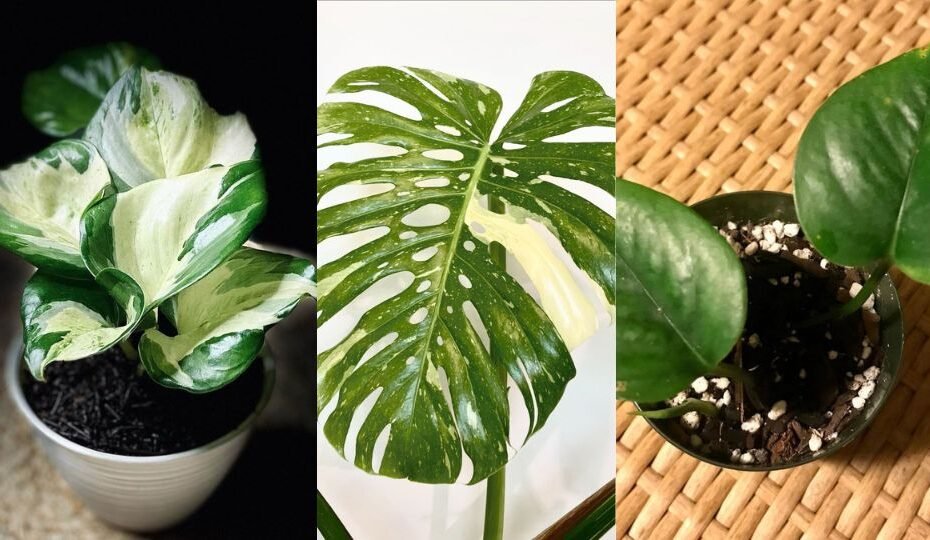 Manjula Pothos: Complete Plant Care and Growing Guide