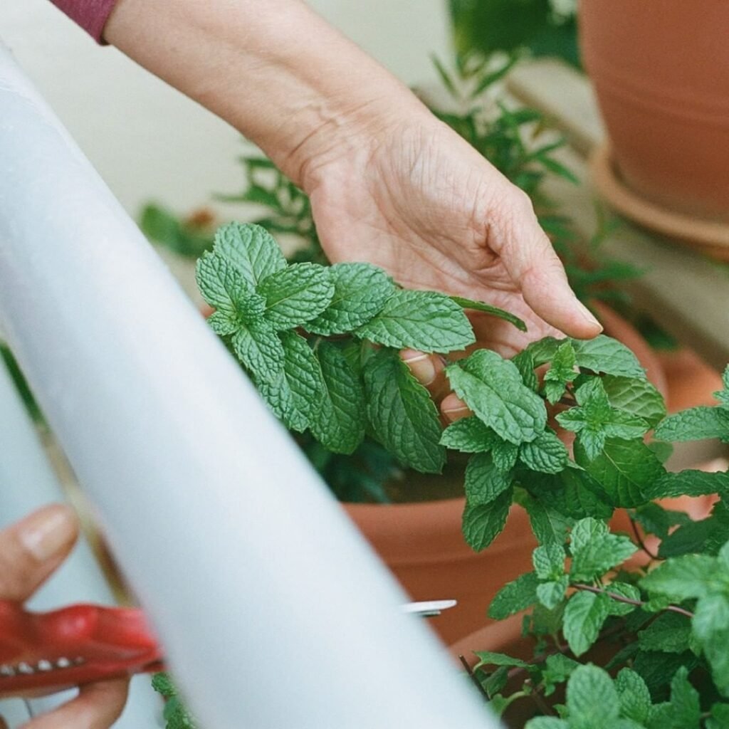 Gardening 15 Of The Best Plants To Grow In Your Kitchen