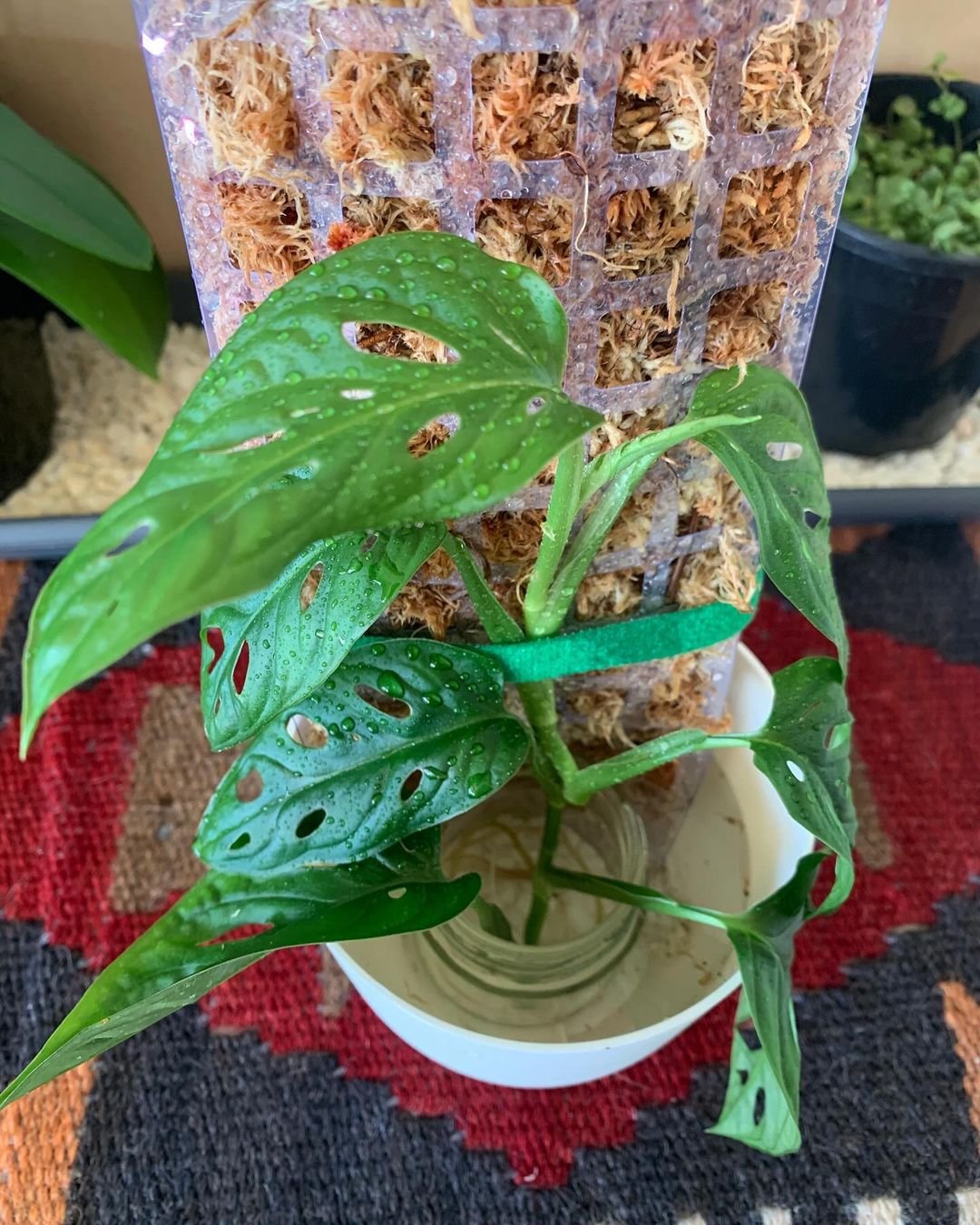 Gardening Mastering the Art of Monstera Care: A Guide to the Trendy Swiss Cheese Plant