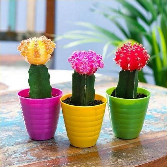 Moon-Cactus-Gymnocalycium-mihanovichii-1 31 Stunning Cactus Varieties to Liven Up Your Home