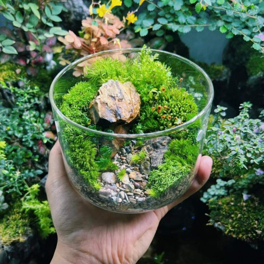 Moss-1024x1024 25 Stunning Terrarium Plants to Liven Up Your Home