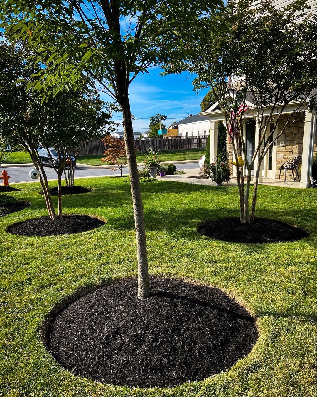 Mulch-and-Stake-1 How to Grow and Care for a Tulip Tree (Step-by-Step Guide)