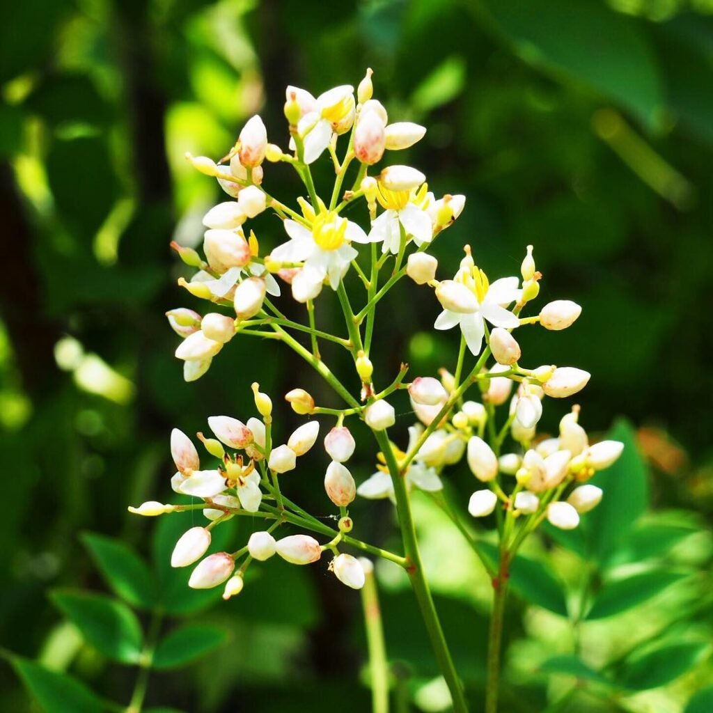 Gardening Nandina-1024x1024 16 Lovely Flowers That Start with the Letter N