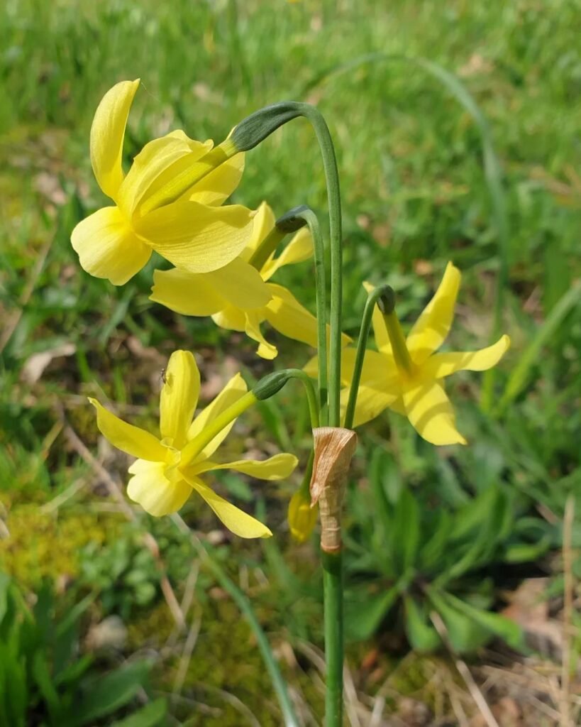 Gardening Narcissus-1-819x1024 16 Lovely Flowers That Start with the Letter N