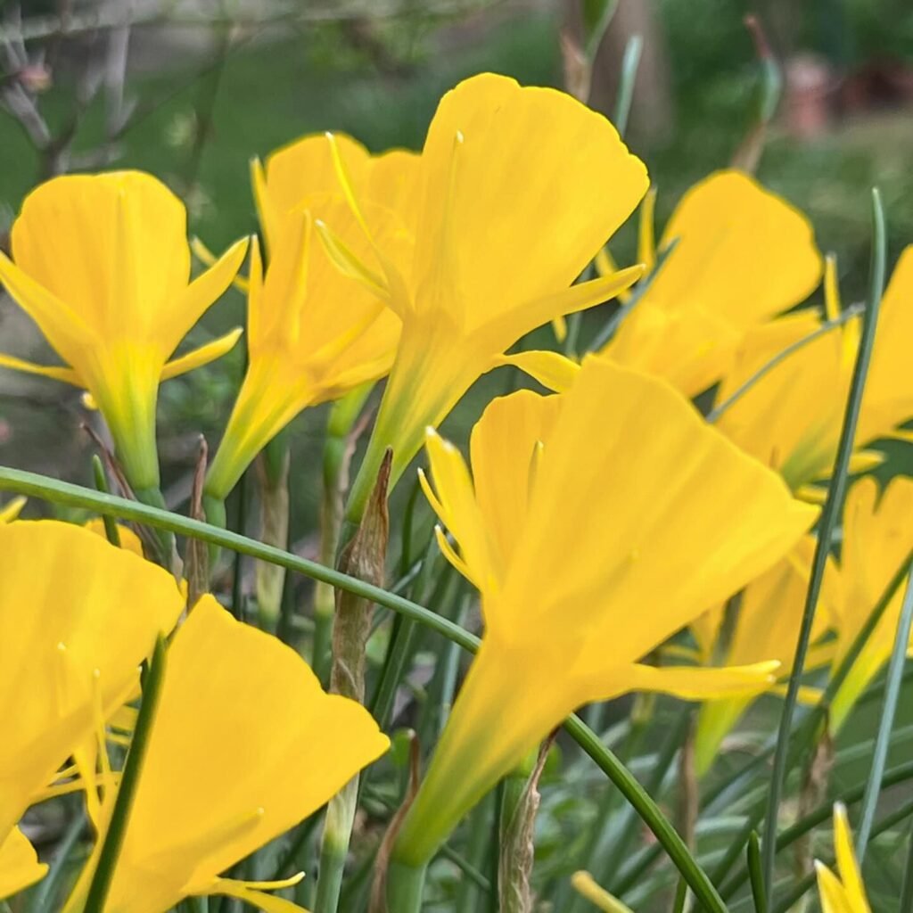 Gardening Narcissus-1024x1024 16 Lovely Flowers That Start with the Letter N