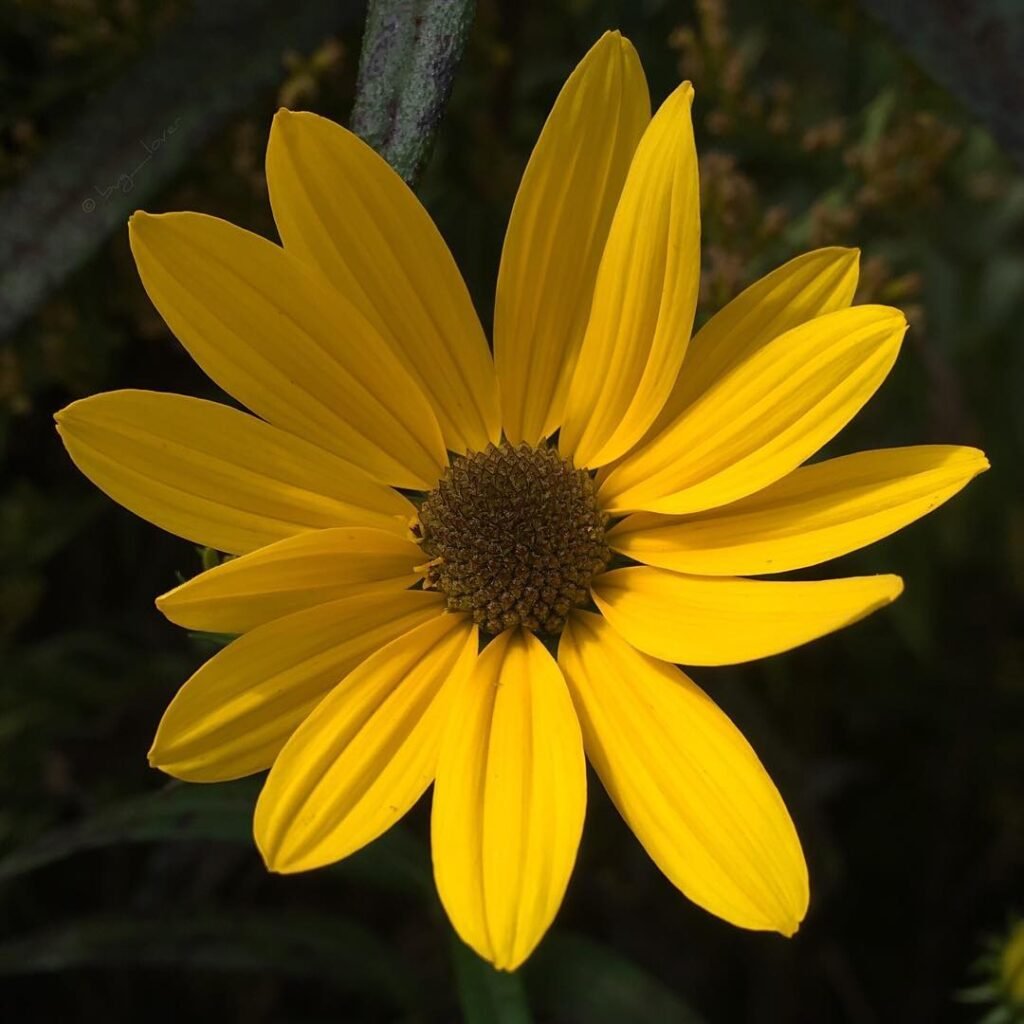 Gardening 16 Lovely Flowers That Start with the Letter N