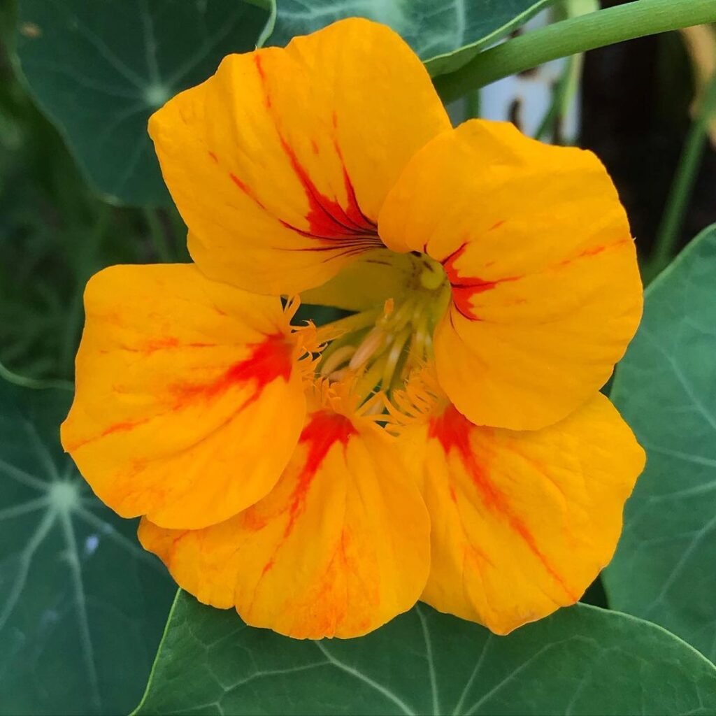 Gardening Nasturtium-2-1024x1024 16 Lovely Flowers That Start with the Letter N