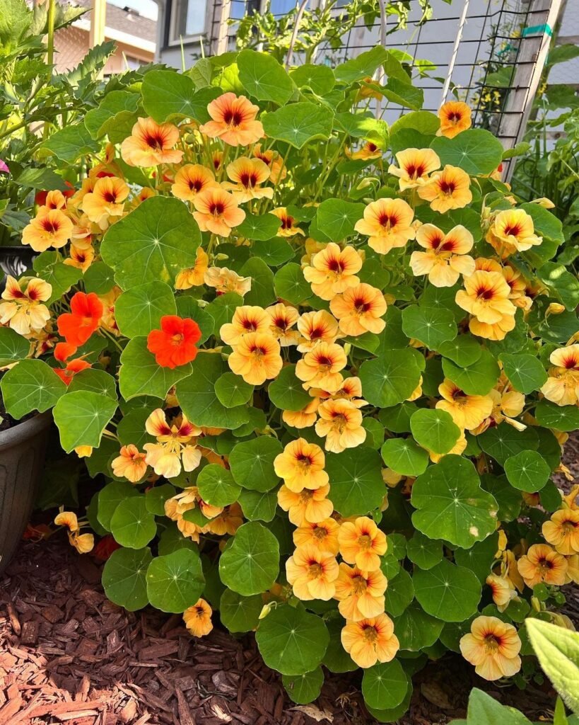Gardening Nasturtium-819x1024 16 Lovely Flowers That Start with the Letter N