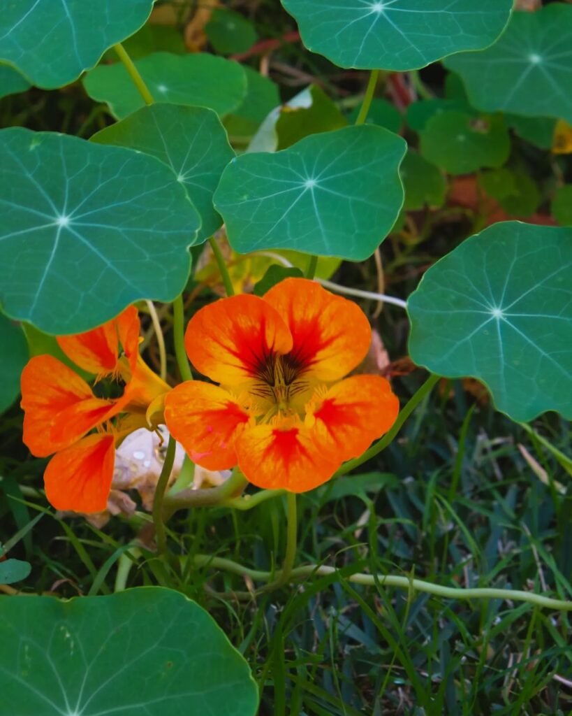 Nasturtiums-819x1024 The 7 Best Companion Plants for Peppers