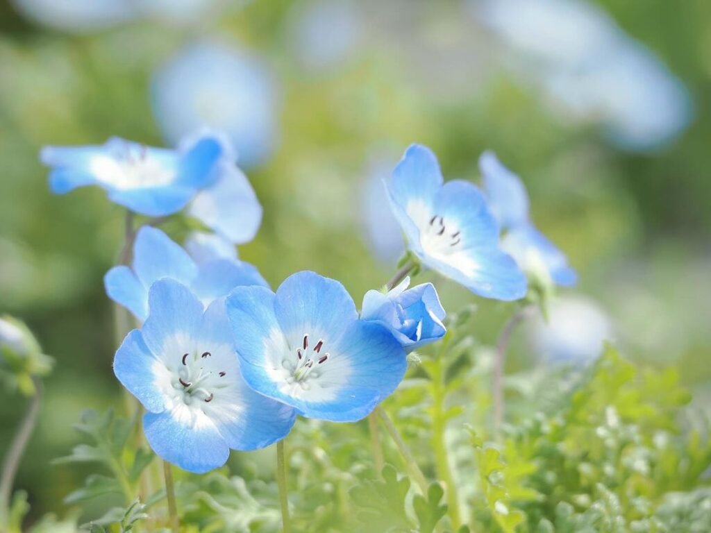 Gardening Nemophila-1024x768 16 Lovely Flowers That Start with the Letter N
