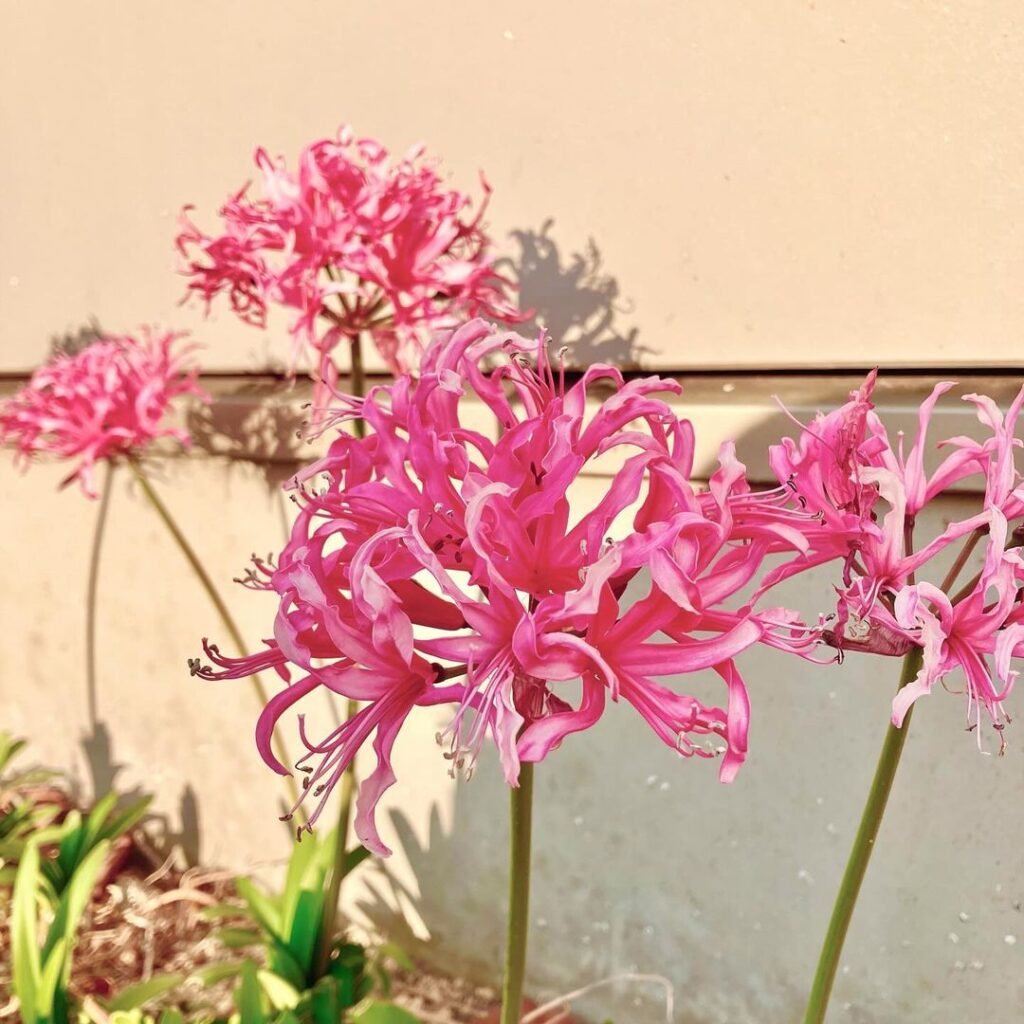 Gardening Nerine-1024x1024 16 Lovely Flowers That Start with the Letter N