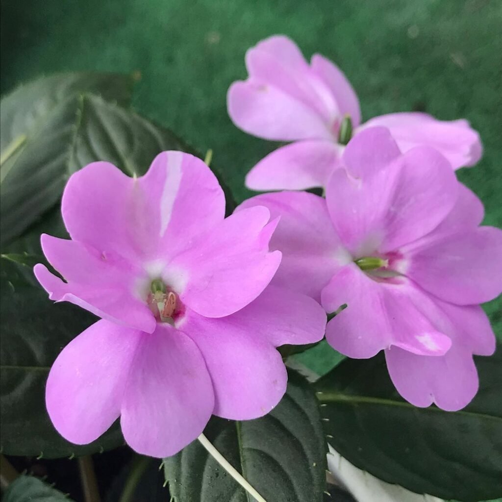 Gardening 16 Lovely Flowers That Start with the Letter N