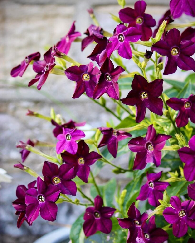 Gardening Nicotiana-820x1024 16 Lovely Flowers That Start with the Letter N