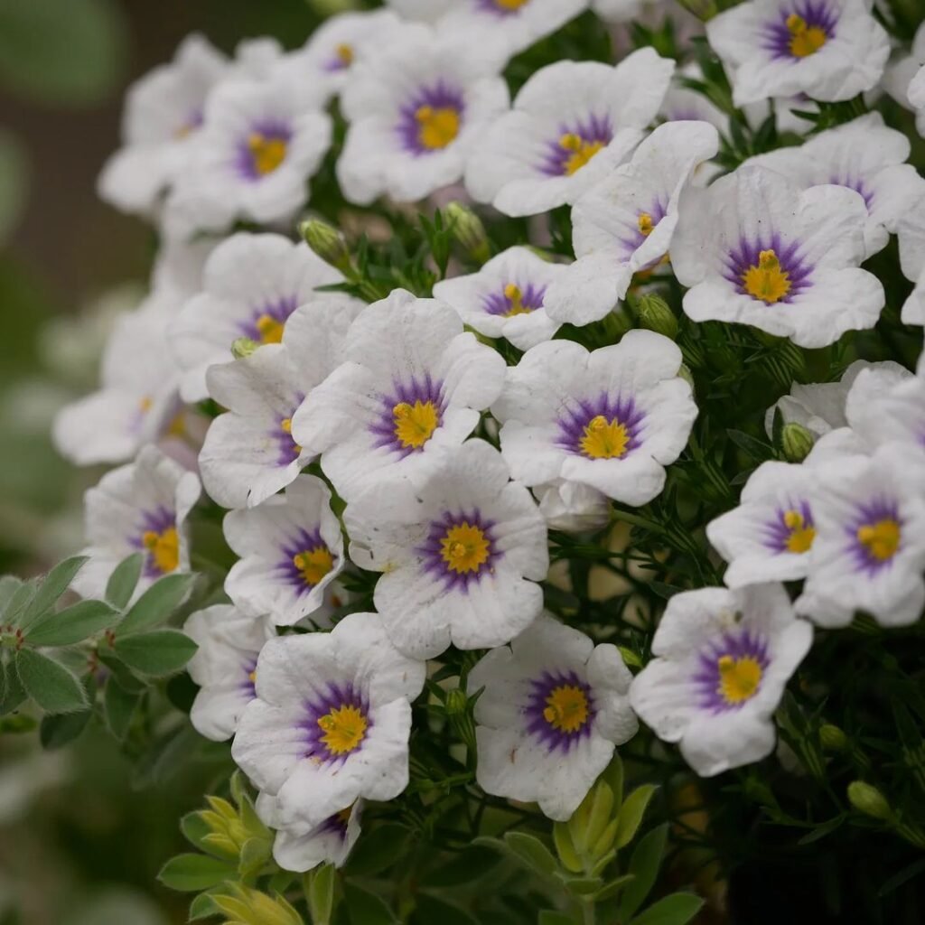 Gardening Nierembergia-1024x1024 16 Lovely Flowers That Start with the Letter N