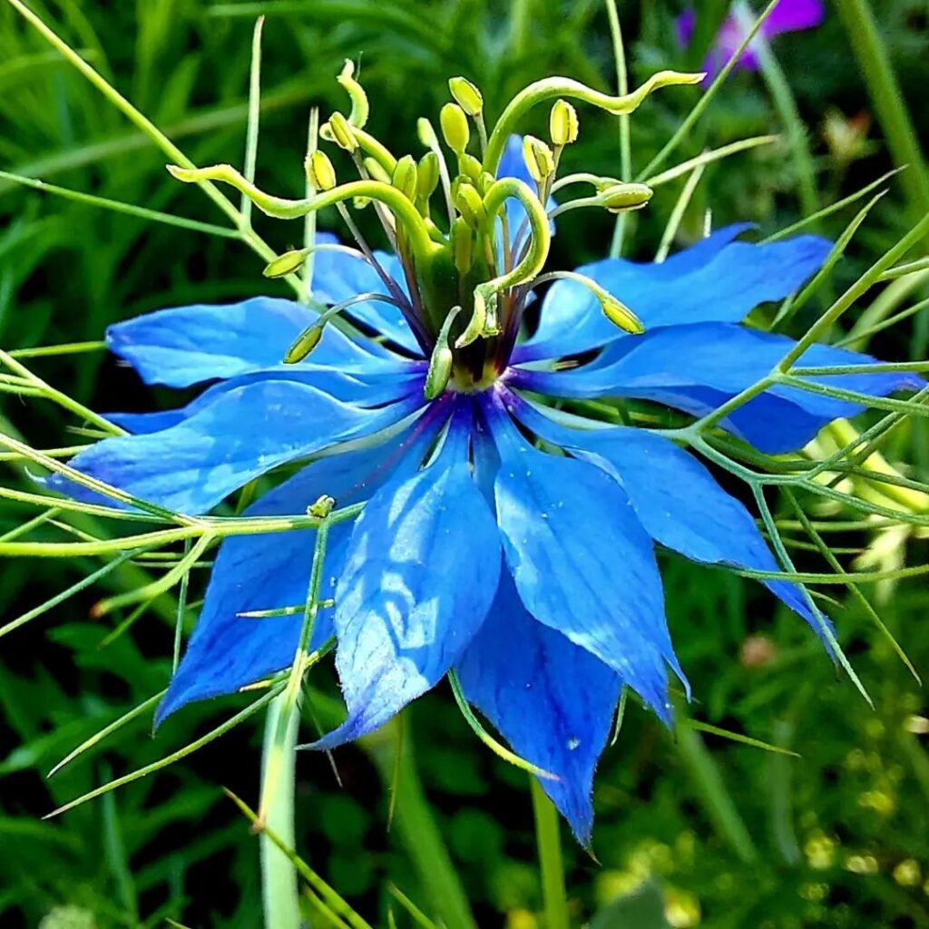 Gardening Nigella-1024x1024 16 Lovely Flowers That Start with the Letter N