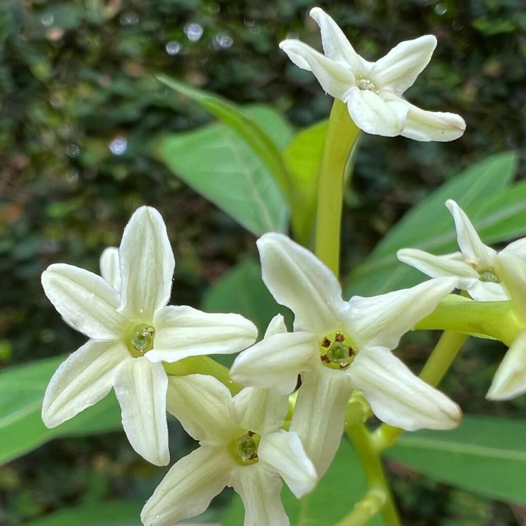 Gardening Night-Blooming-Jasmine-1024x1024 16 Lovely Flowers That Start with the Letter N