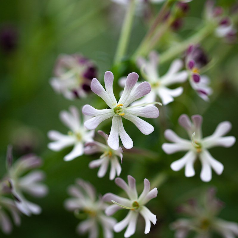 Gardening Night-Phlox 16 Lovely Flowers That Start with the Letter N
