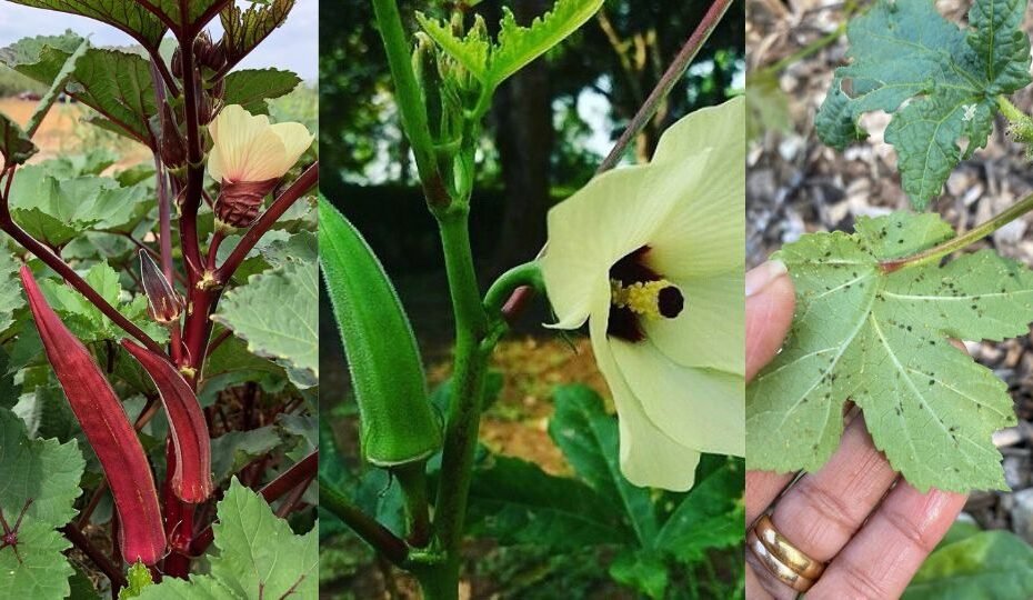 Okra Plant